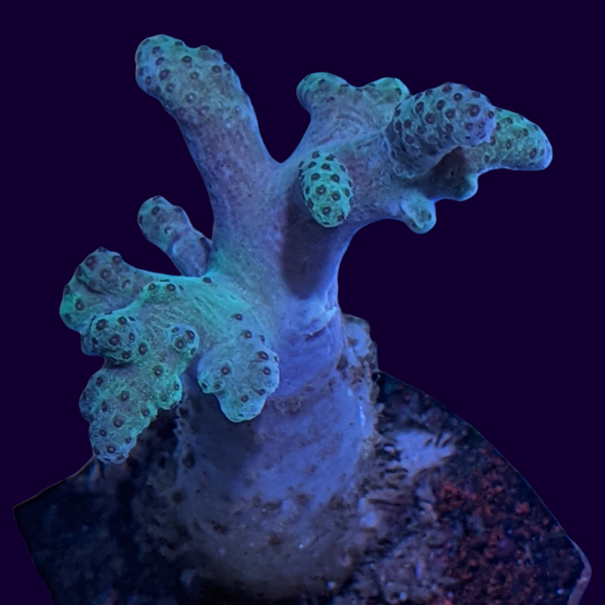 Aquacultured Green Sinularia