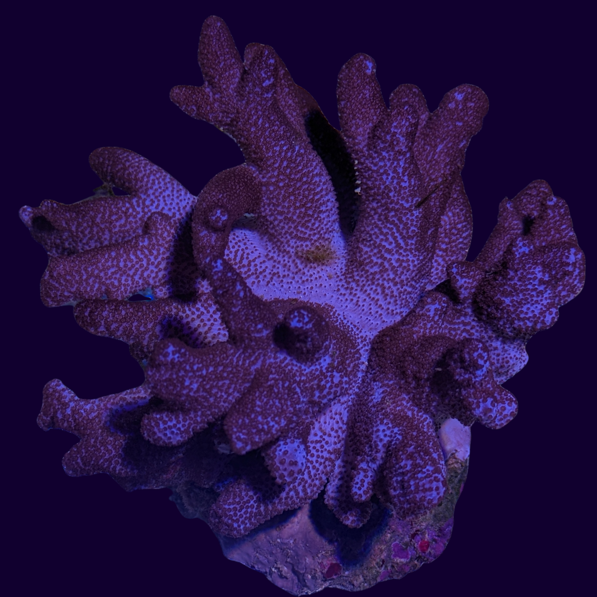 Cladiella Colt Colony