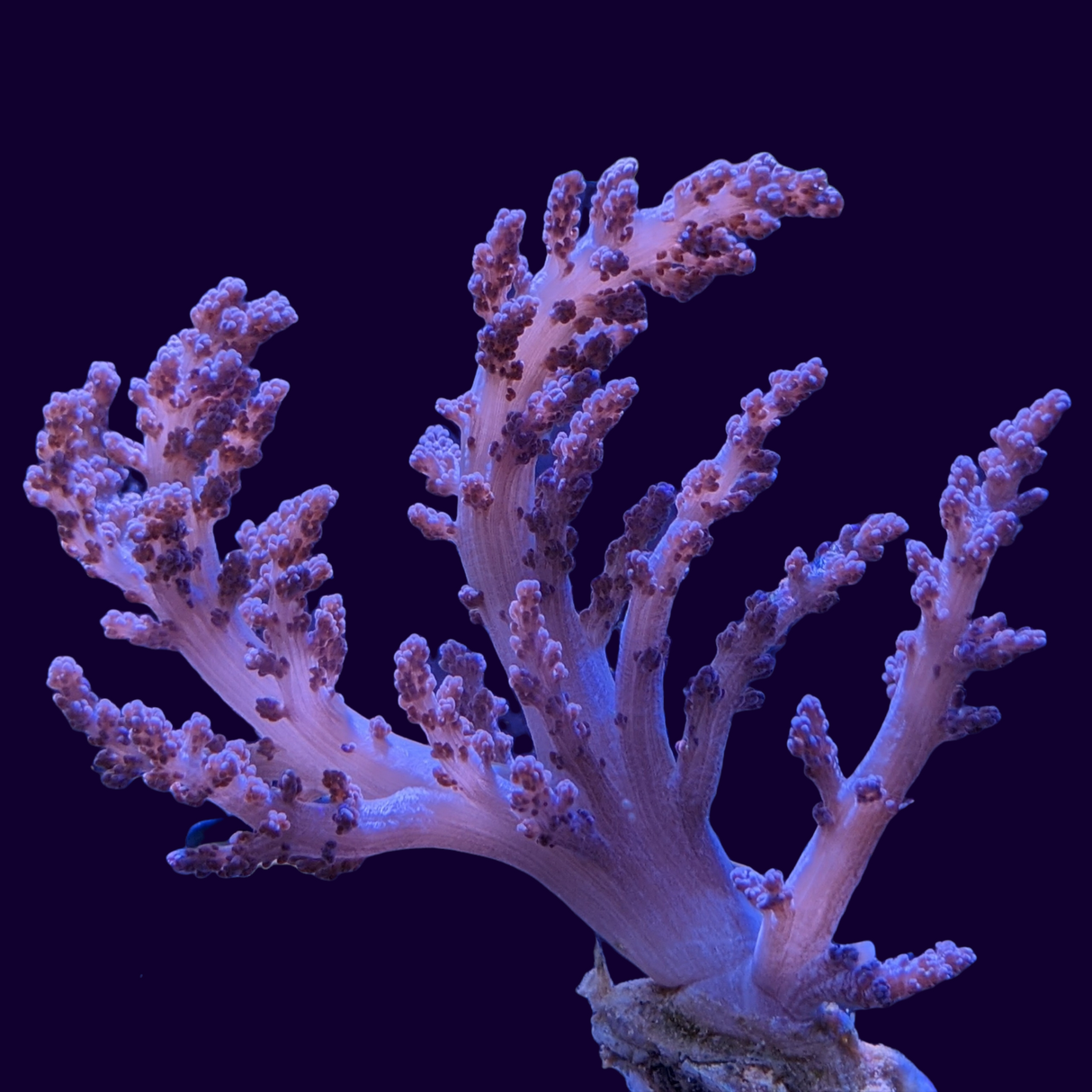 Nepthea (UK Grown)