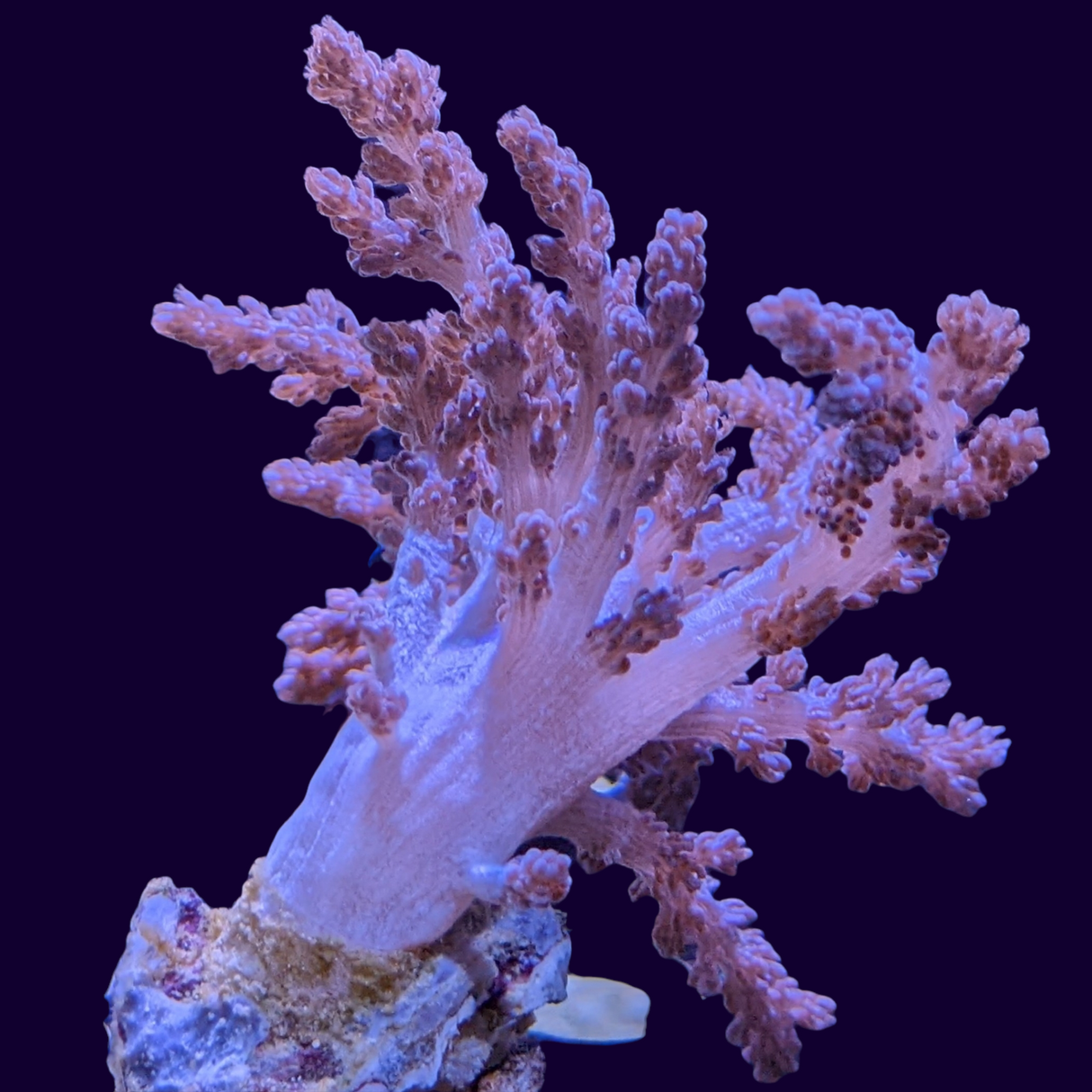 Nepthea (UK Grown)