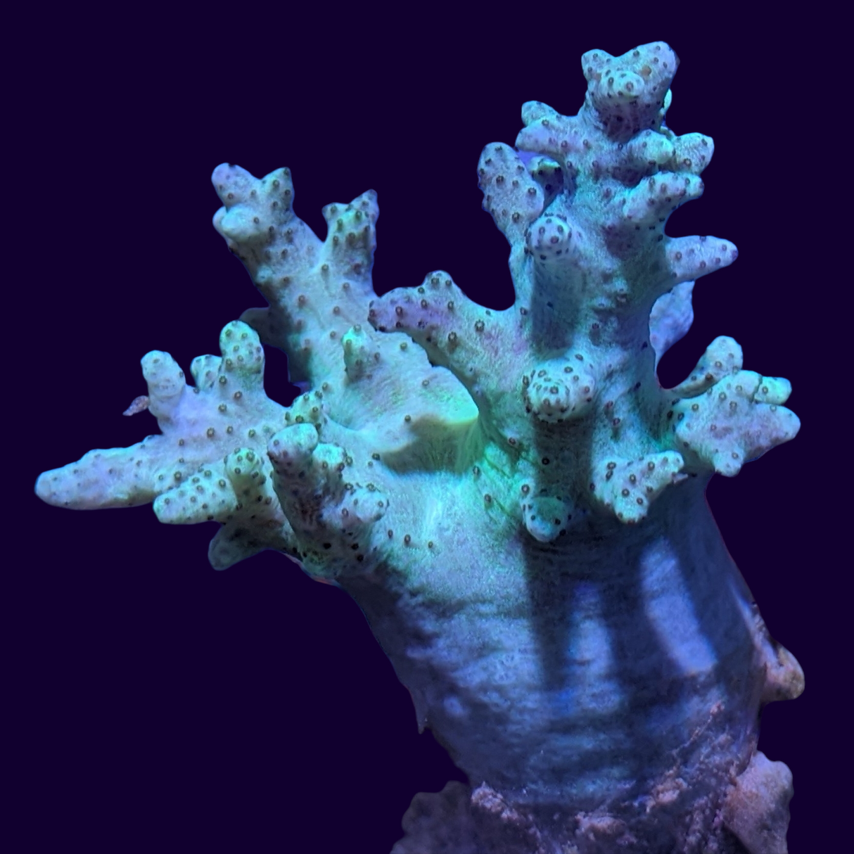 Aquacultured Green Sinularia Mini Colony