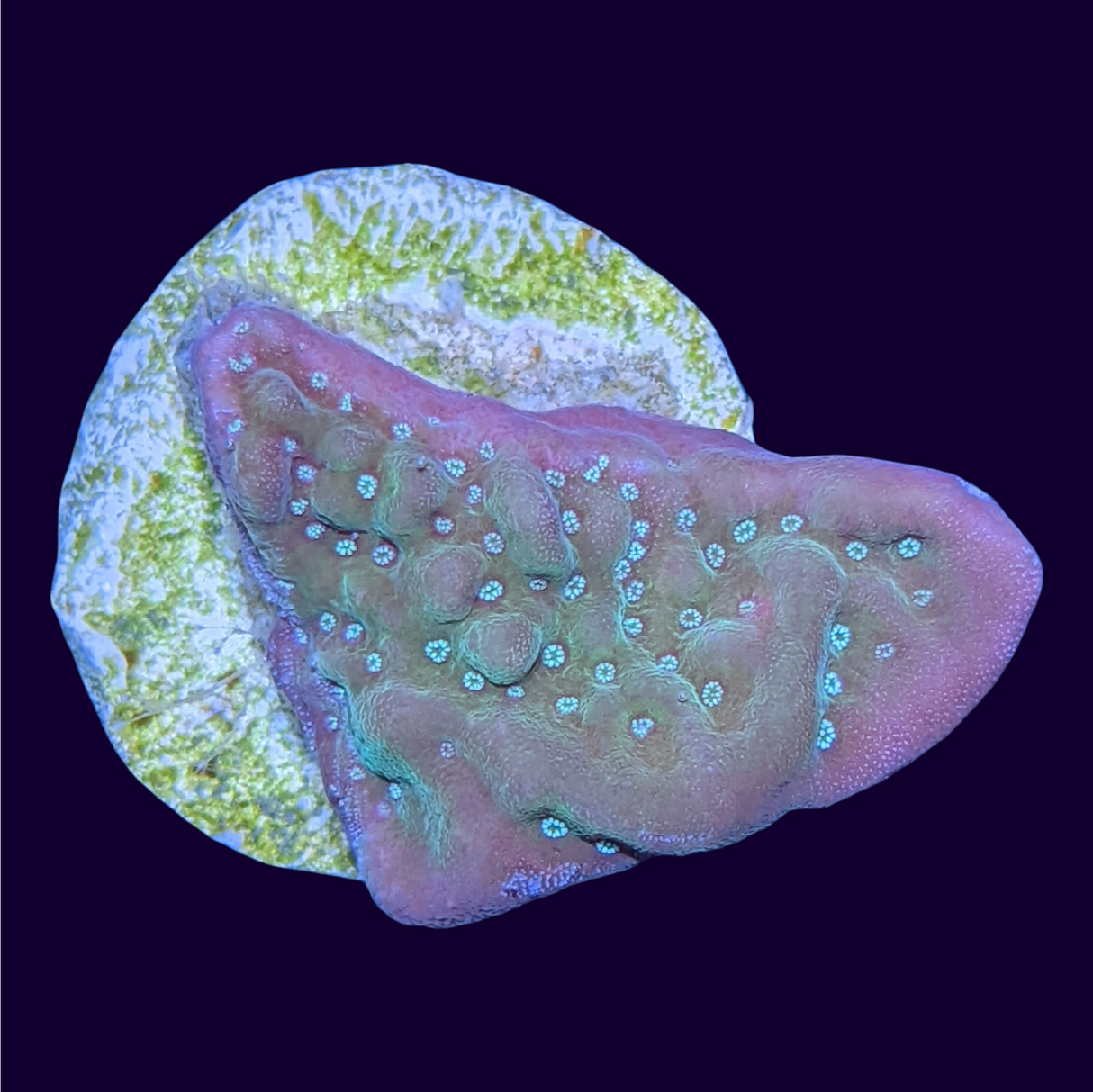 Green Cap Montipora