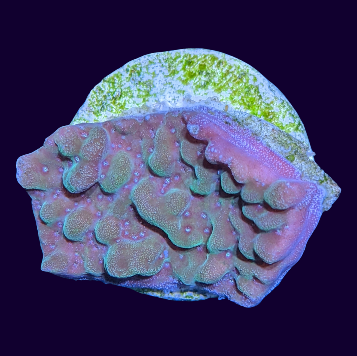 Green Cap Montipora