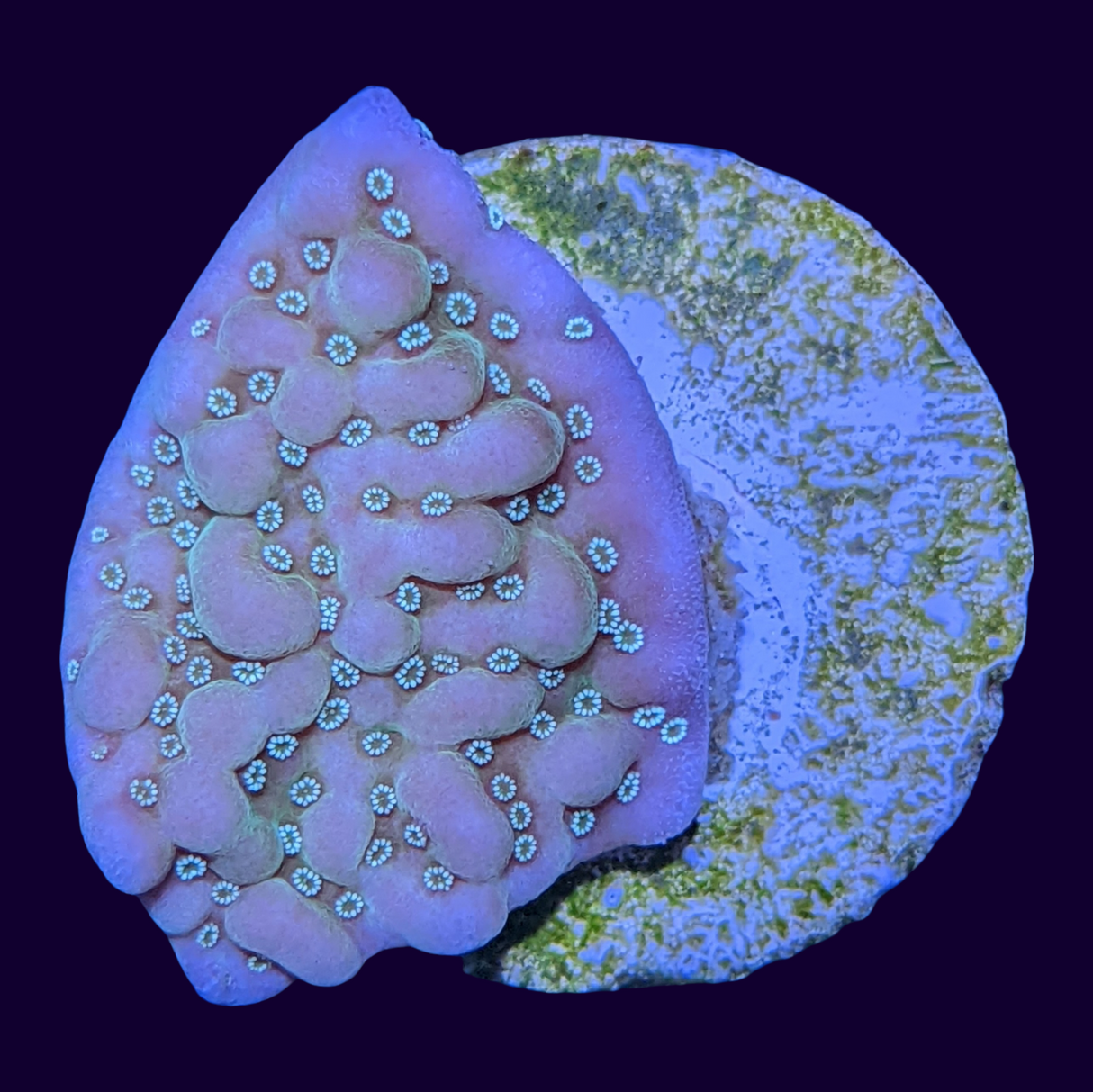Green Cap Montipora