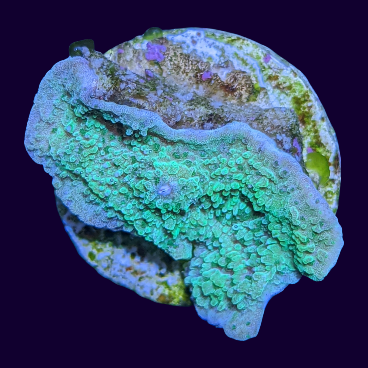 Green Montipora