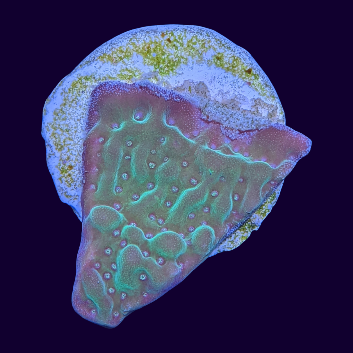 Green Cap Montipora