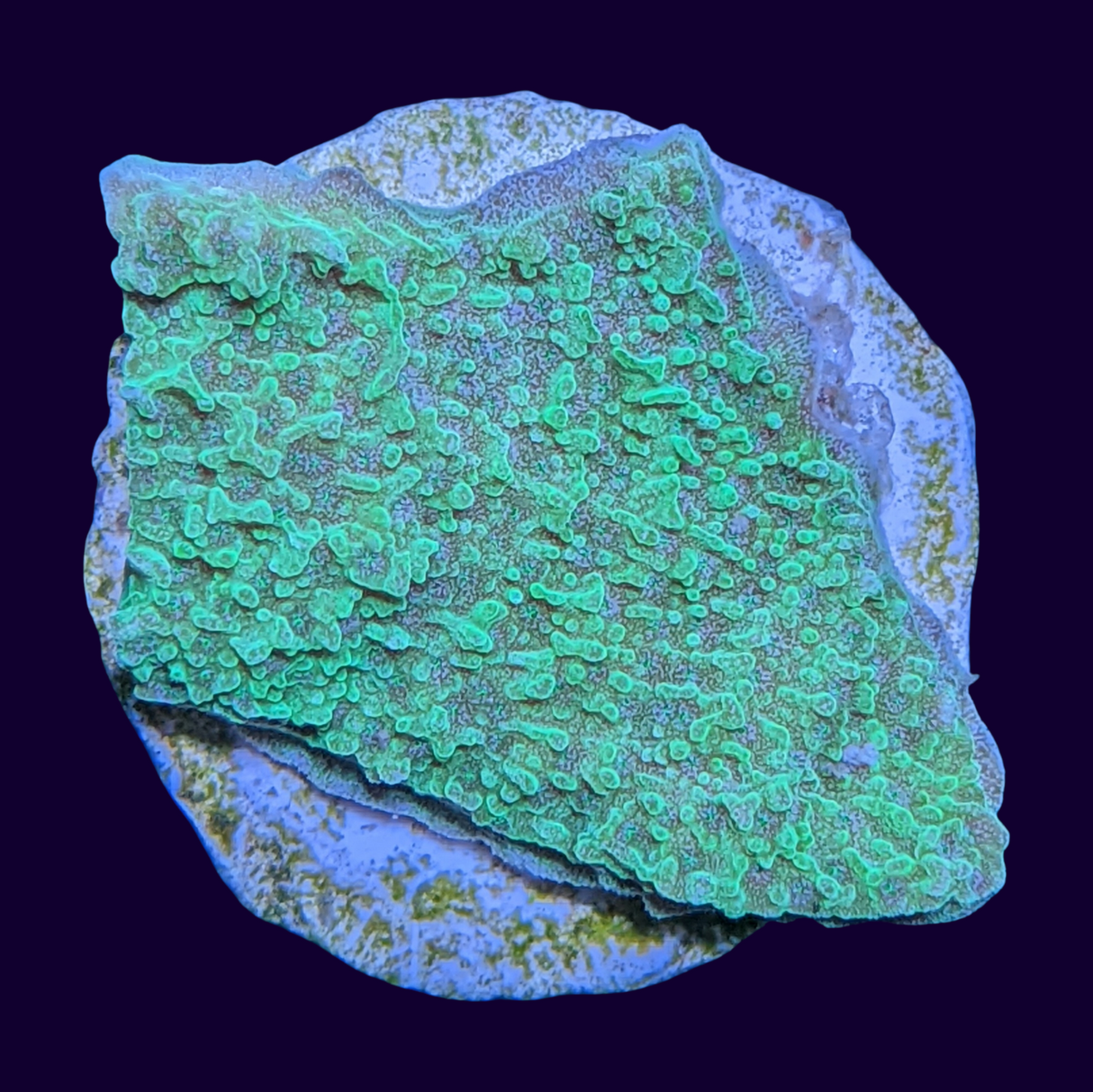 Green Montipora