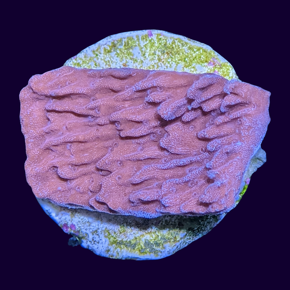 Red Montipora