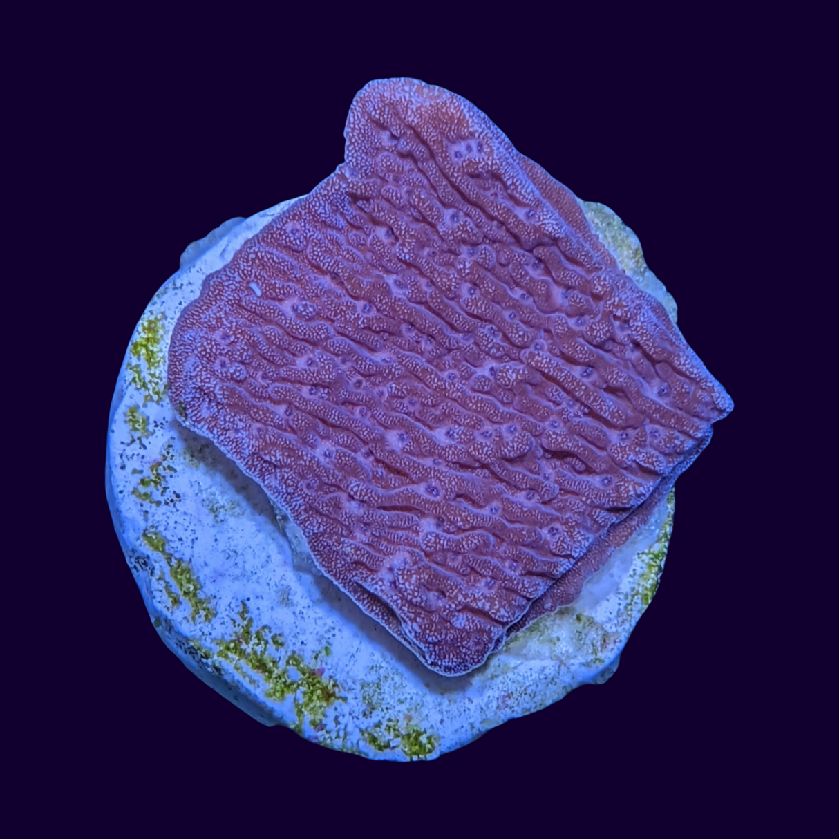 Red Montipora