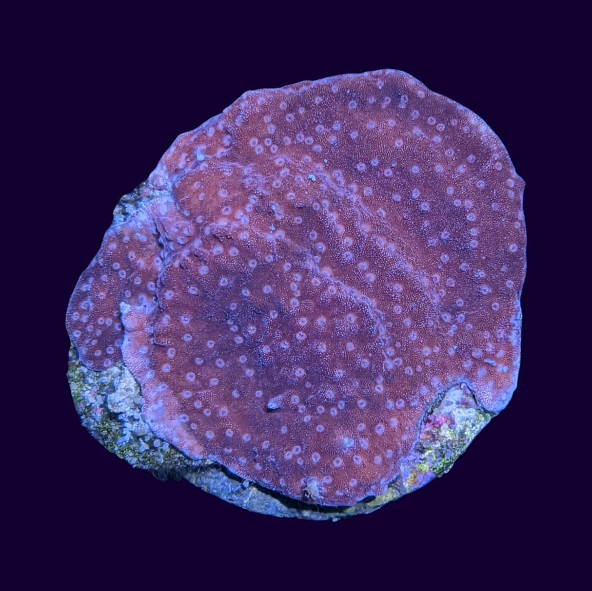 Red Montipora