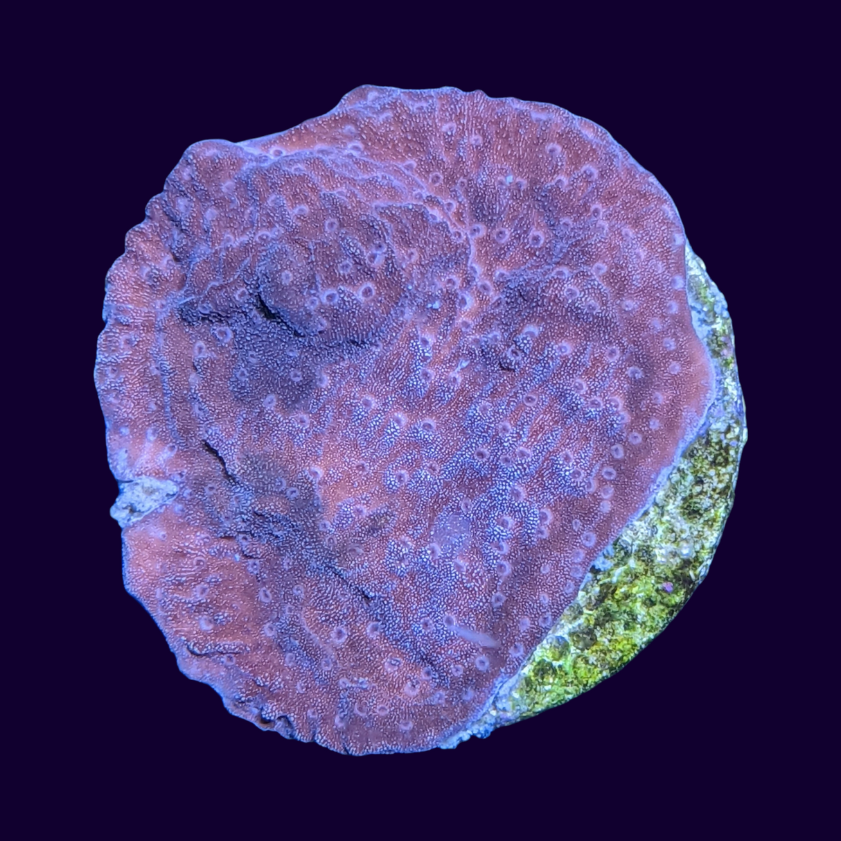 Red Montipora