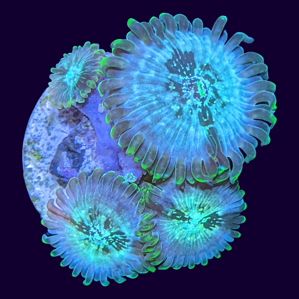 Hawaiian People Eater Zoa Frag