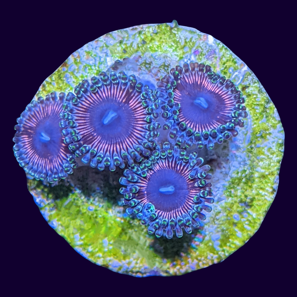 Pink Mini Zoa Colony