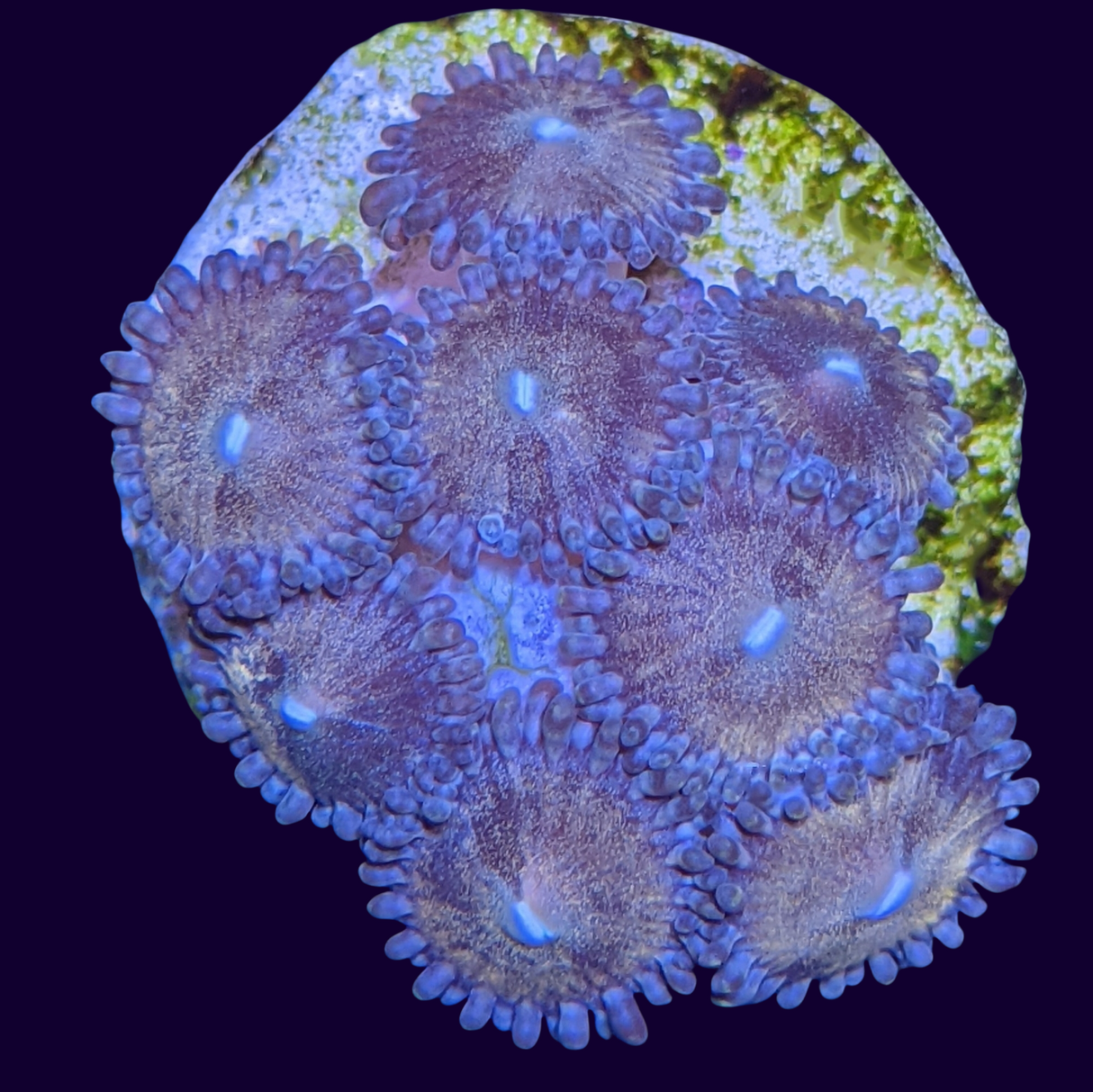 Fairy Dust Zoa Mini Colony