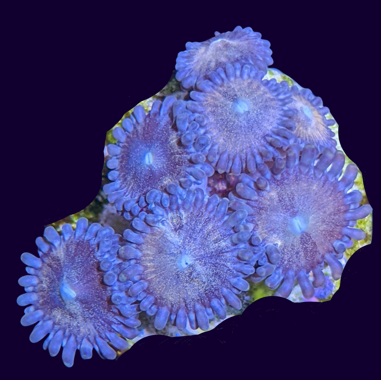 Fairy Dust Zoa Mini Colony