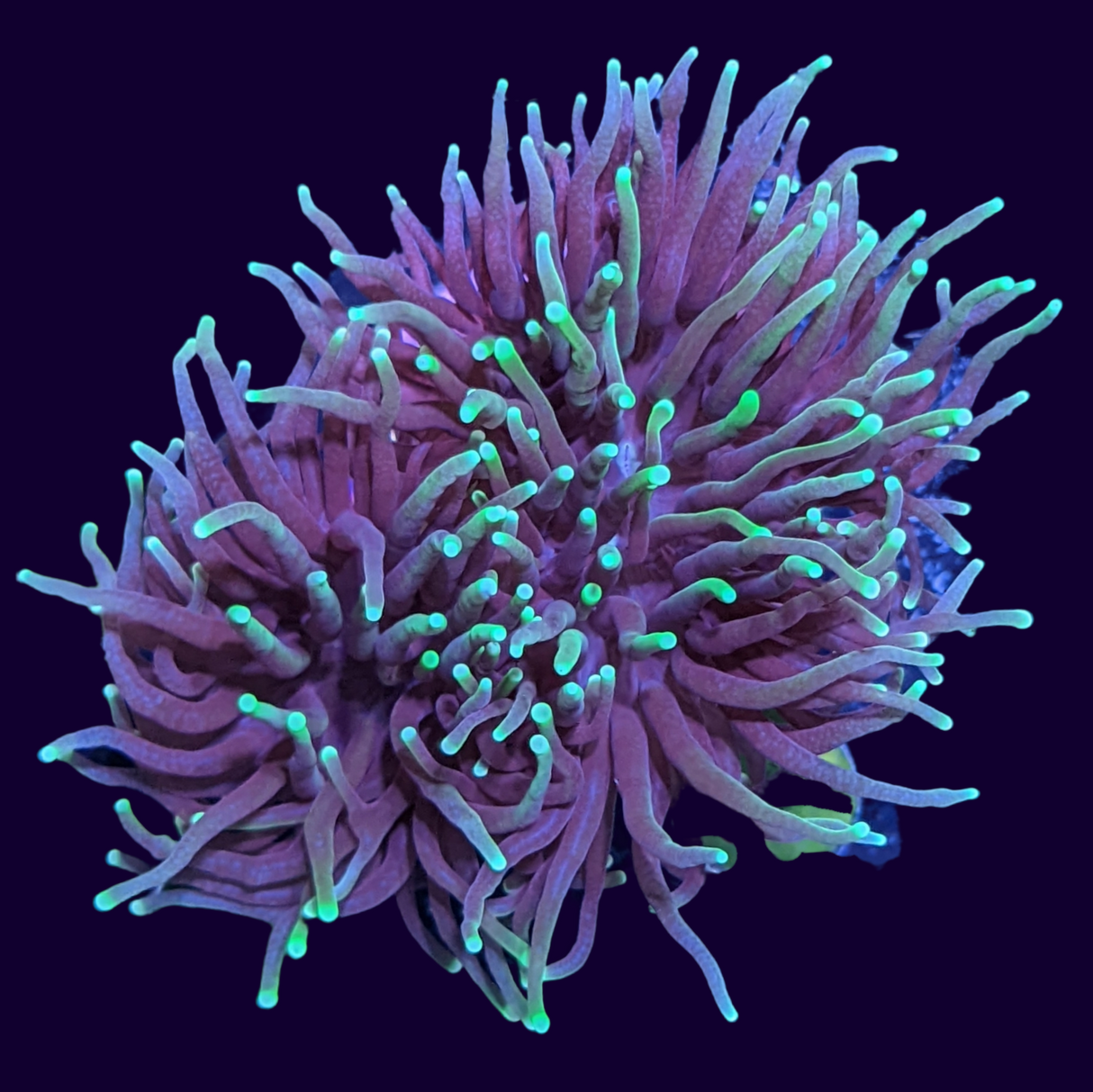 2 Head Large Green Torch Frag