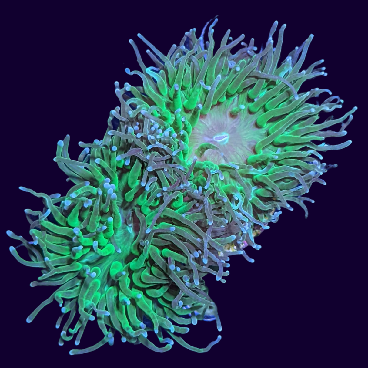 2 Head Large Green Torch Frag