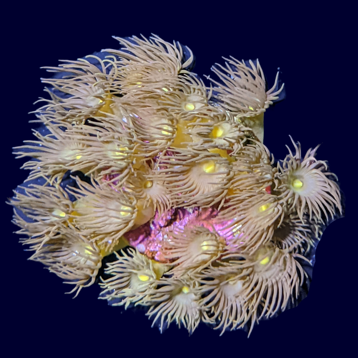 Yellow Polyps Frag (UK Grown)