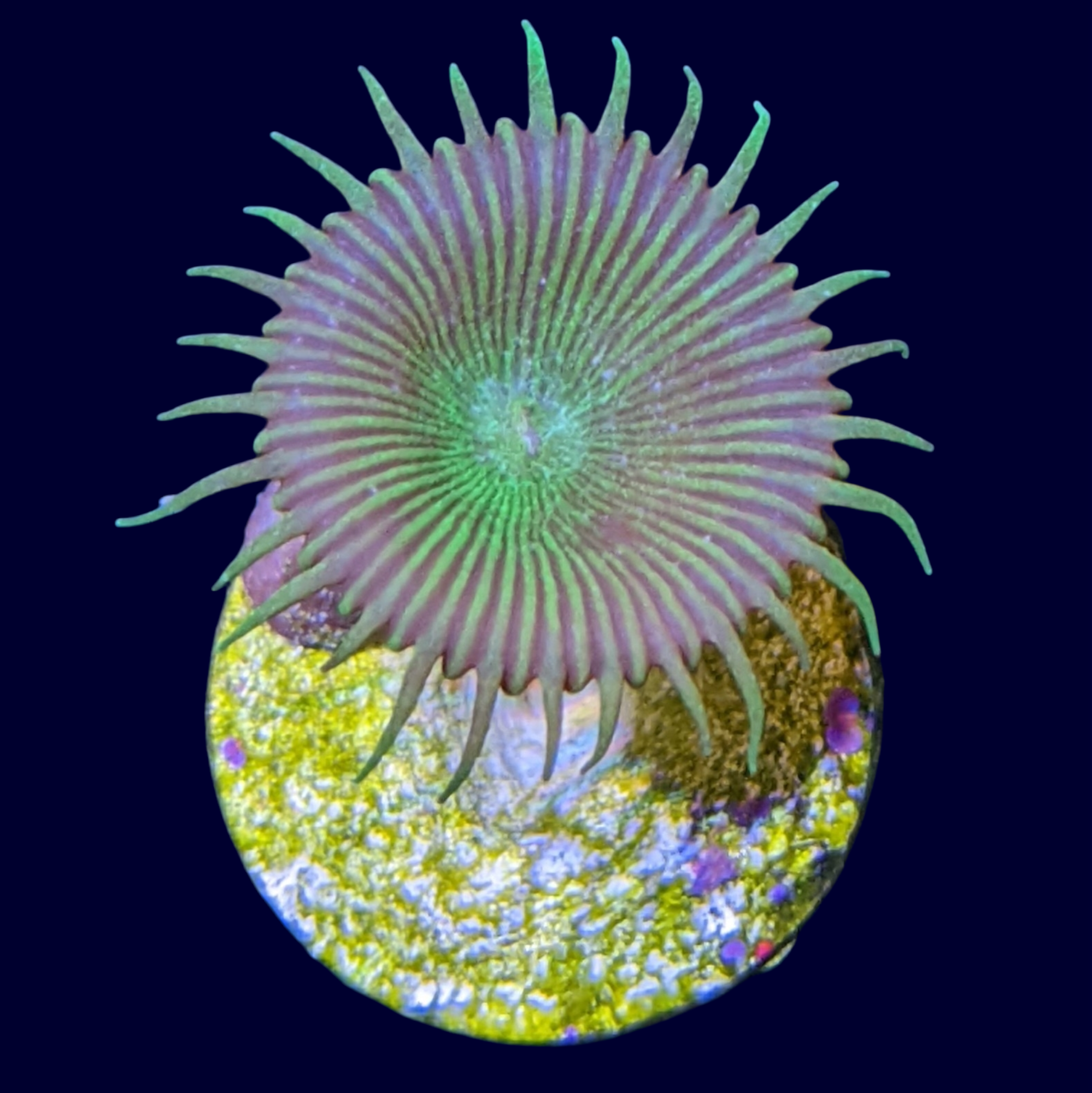 Green Paly Zoa Frag (UK Grown)
