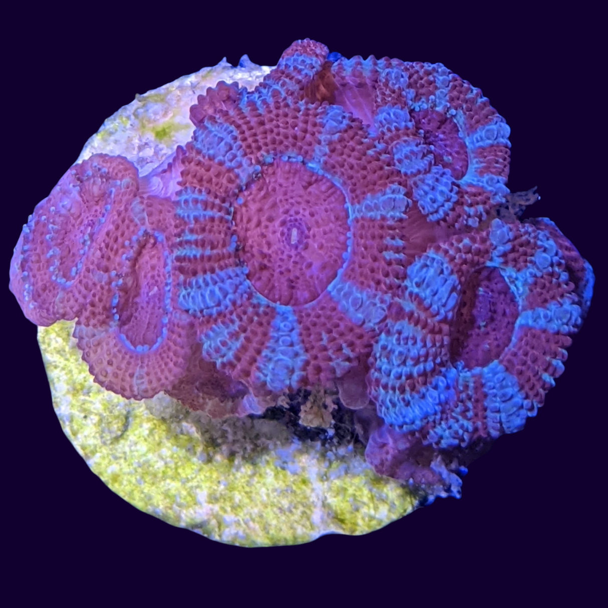 Acanthastrea Lordhowensi