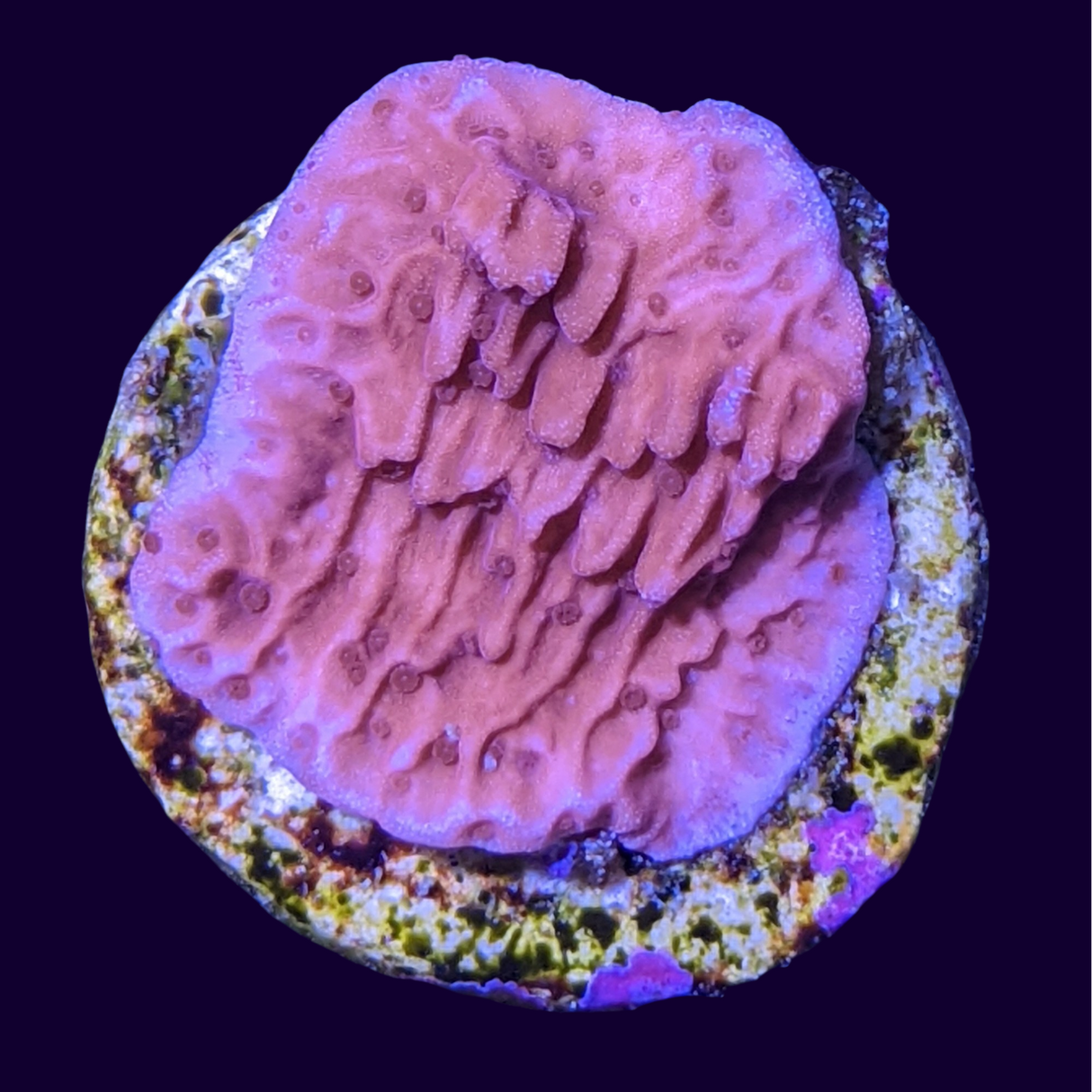 Red Montipora