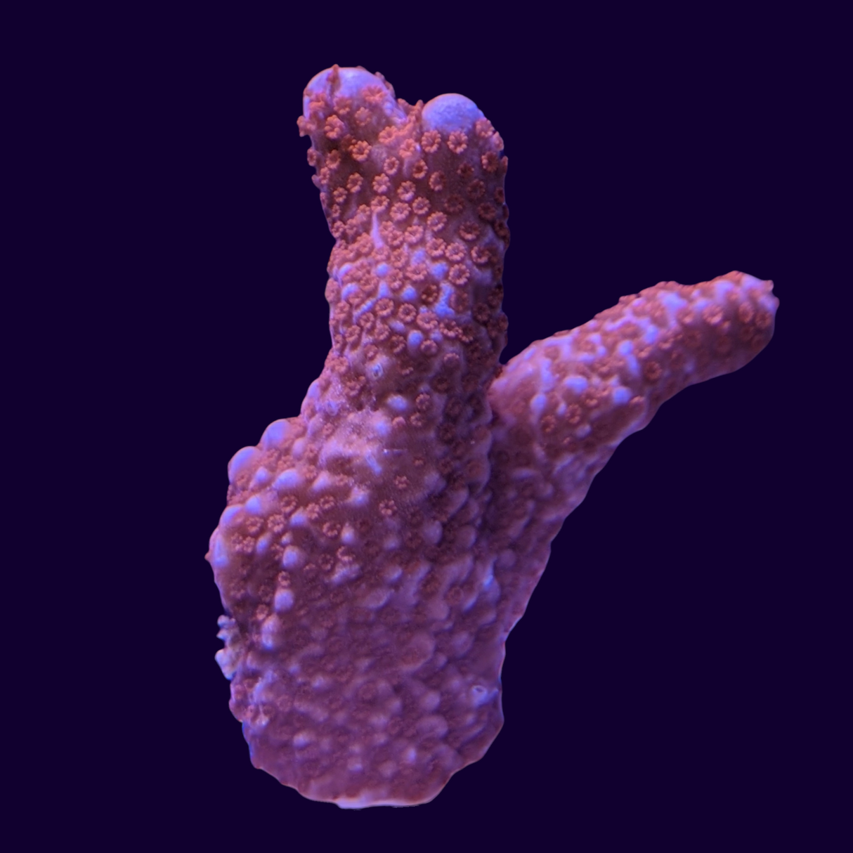 Red Digitata Montipora (UK Grown)