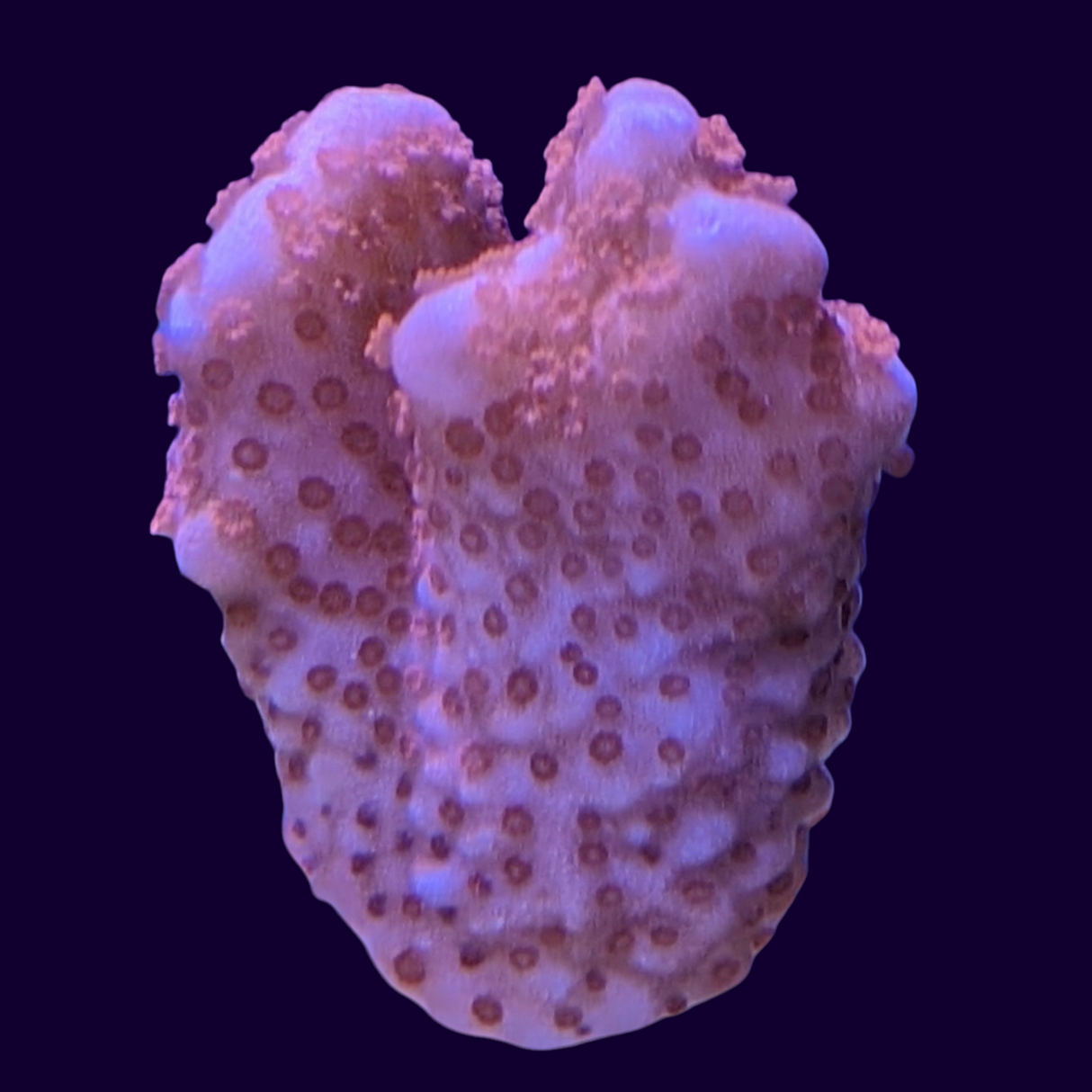 Red Digitata Montipora (UK Grown)