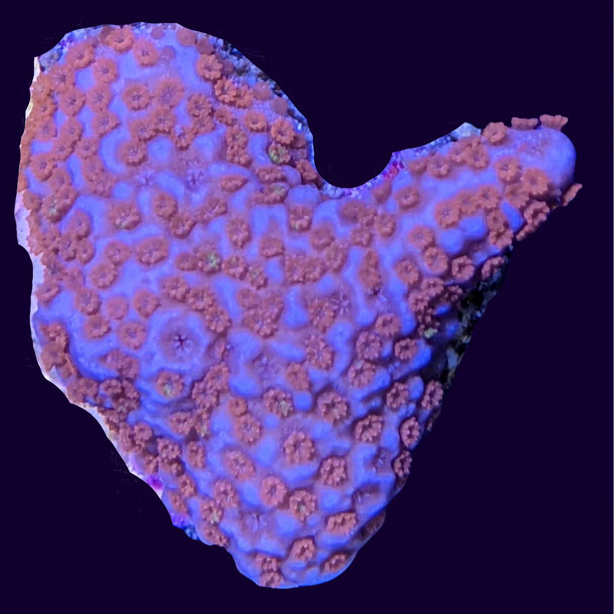 Red Digitata Montipora (UK Grown)