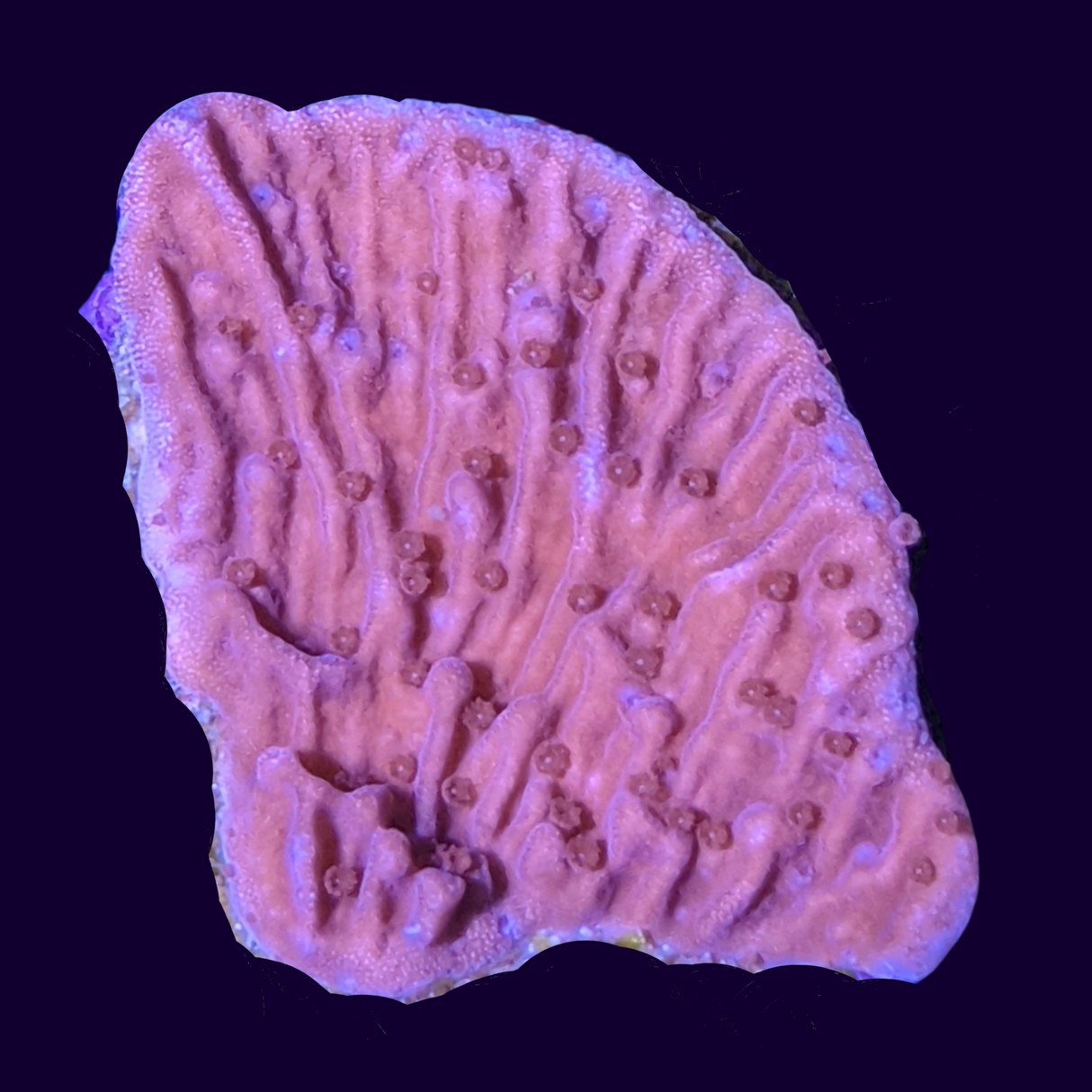 Red Montipora