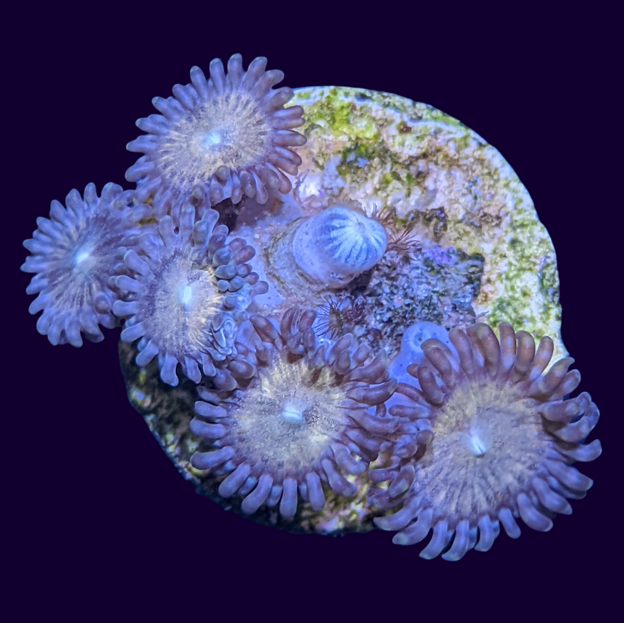 Fairy Dust Zoa Mini Colony