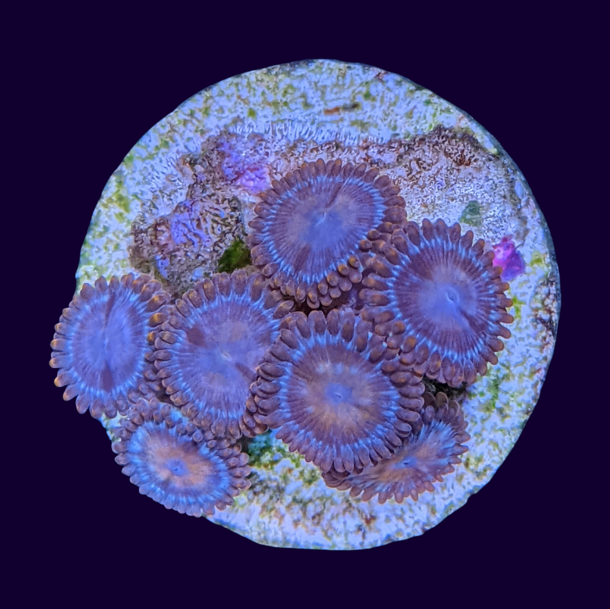 Chocolate Orange Mini Zoa Colony