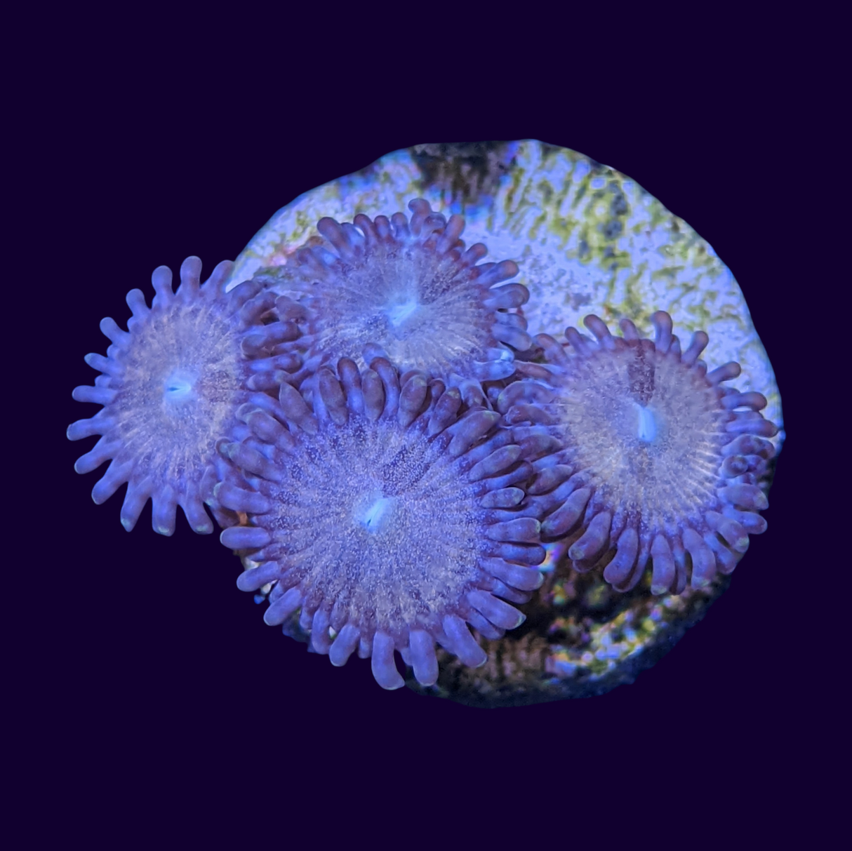 Fairy Dust Zoa Mini Colony