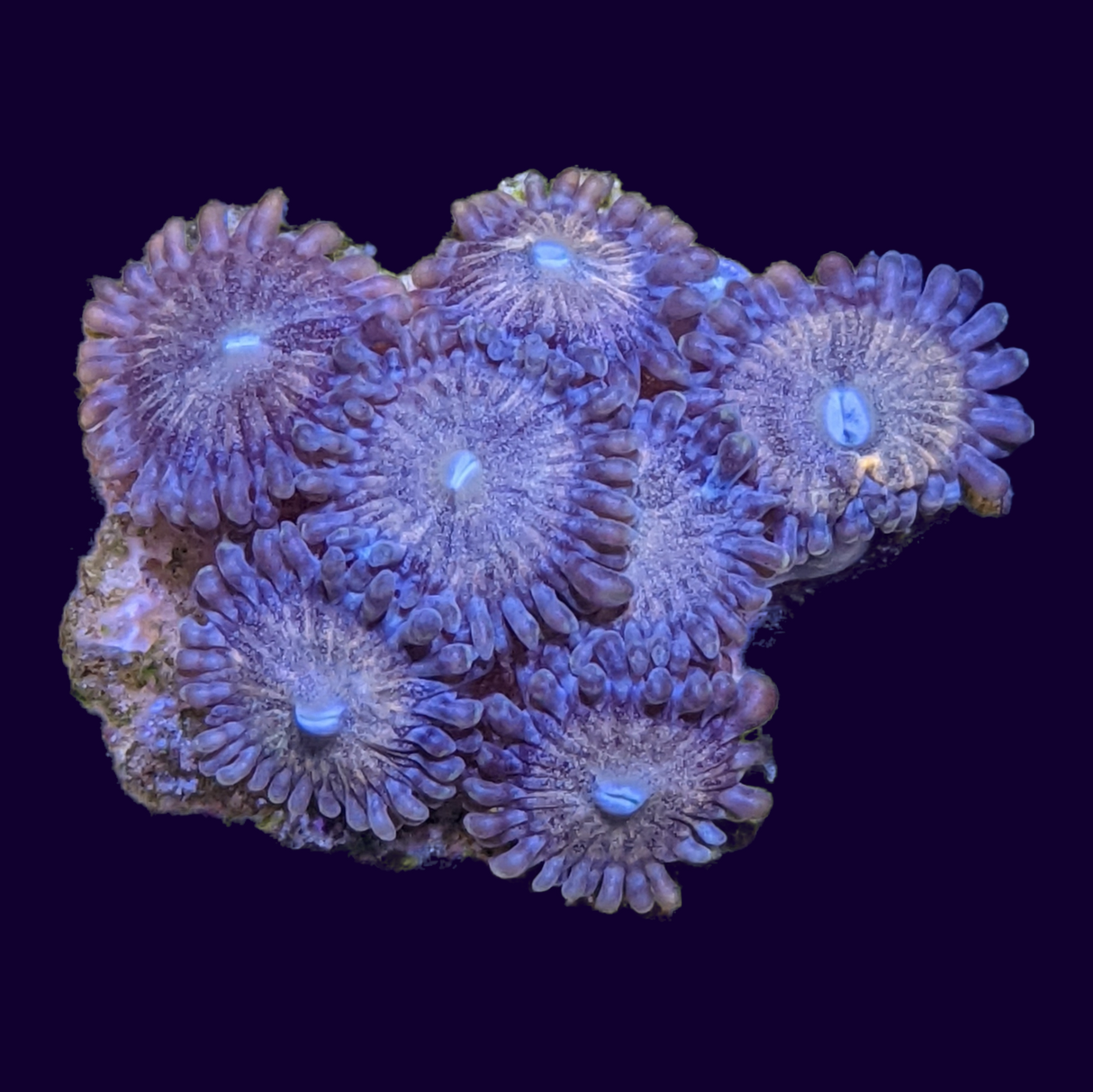 Fairy Dust Zoa Mini Colony