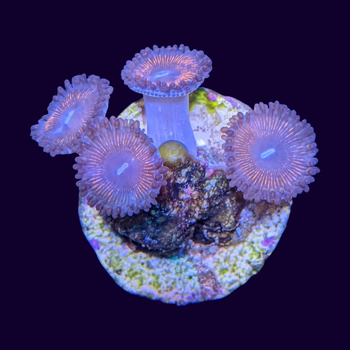 Pink Mini Zoa Colony