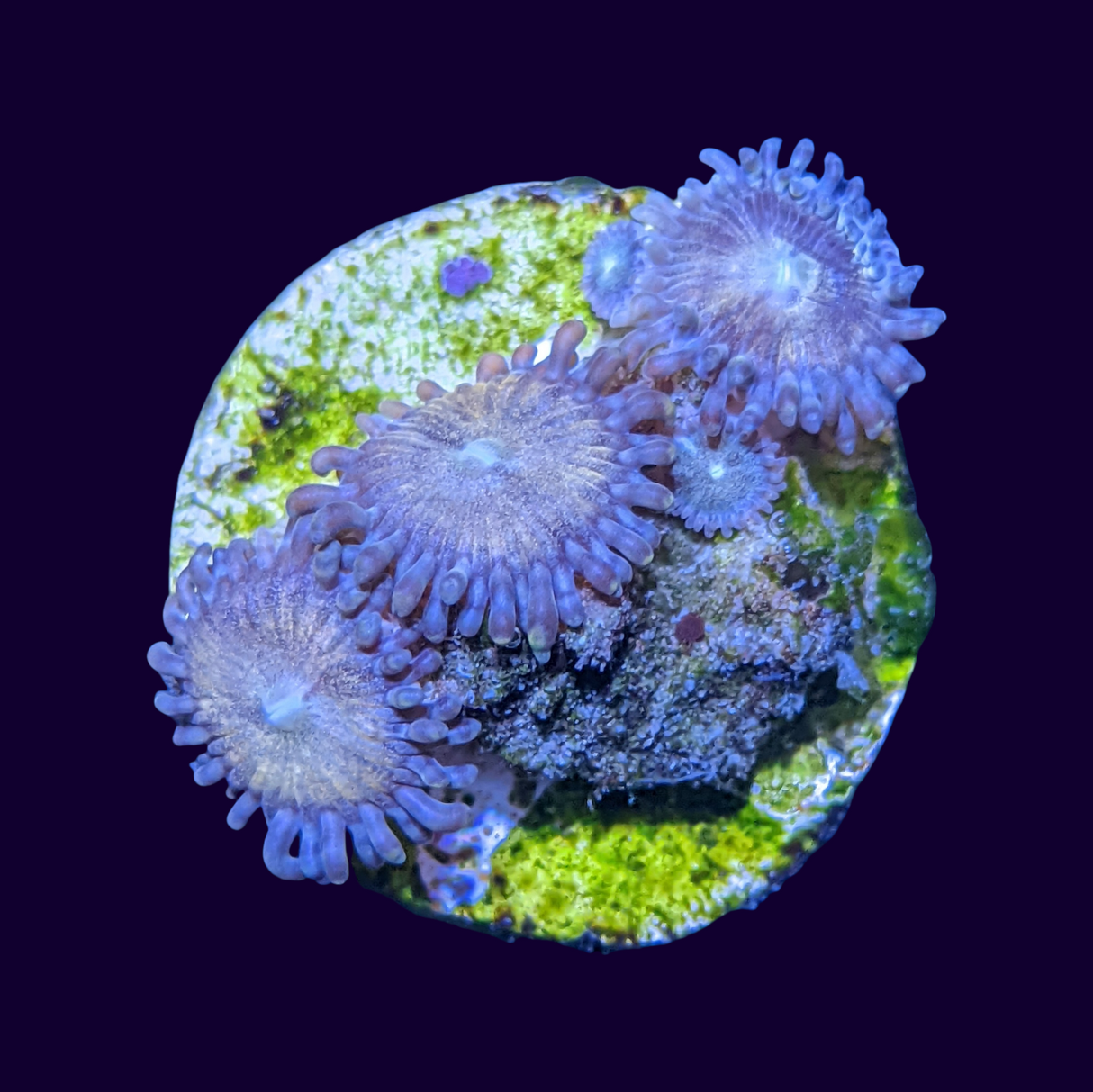 Fairy Dust Zoa Mini Colony