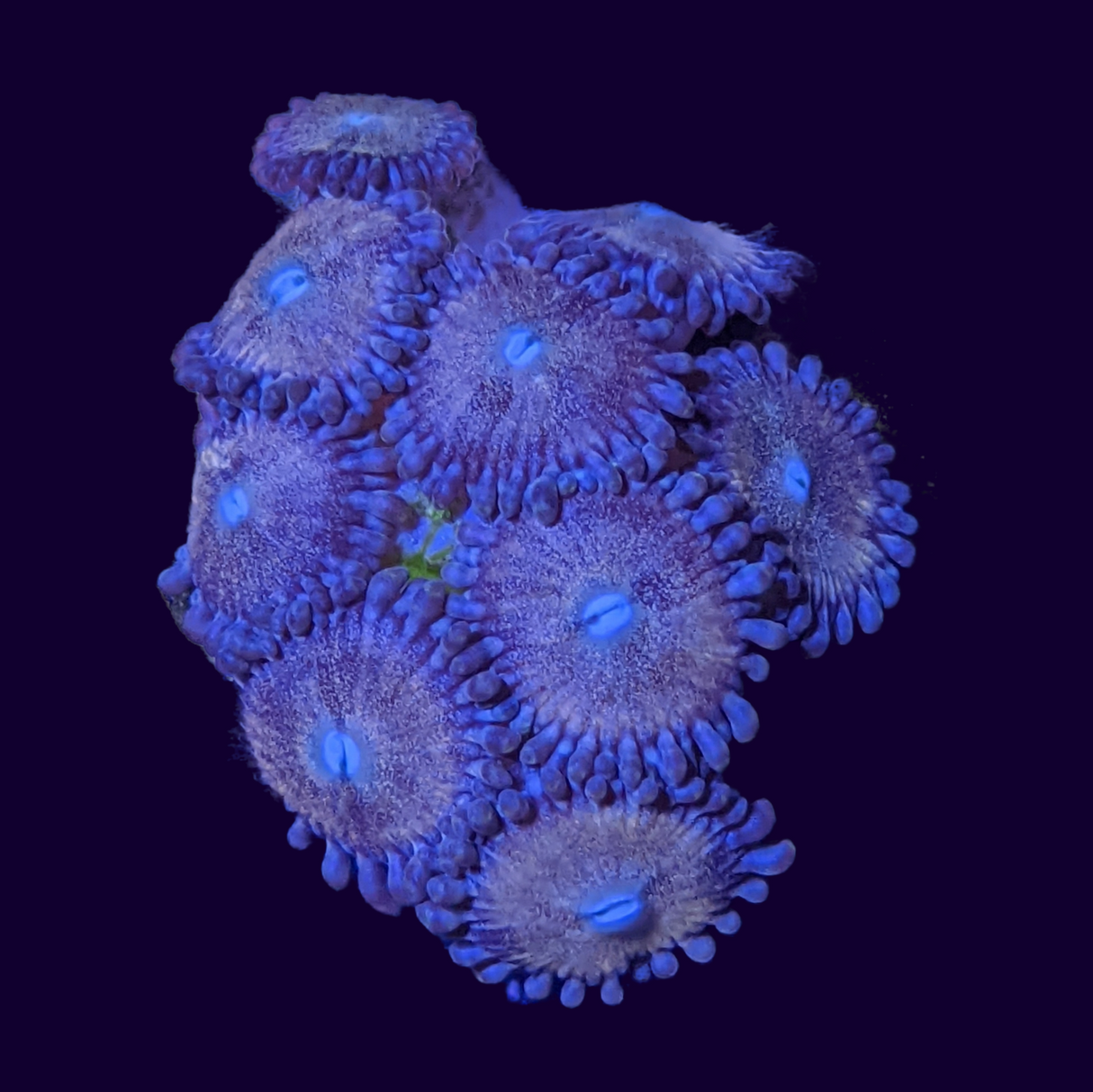 Fairy Dust Zoa Mini Colony