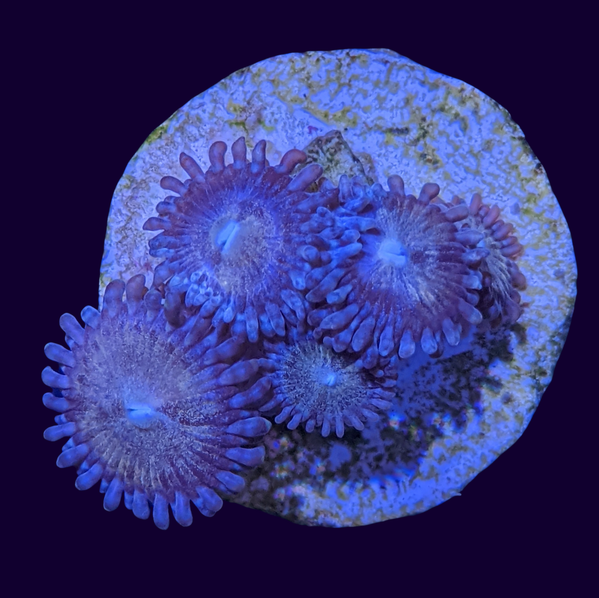 Fairy Dust Zoa Mini Colony