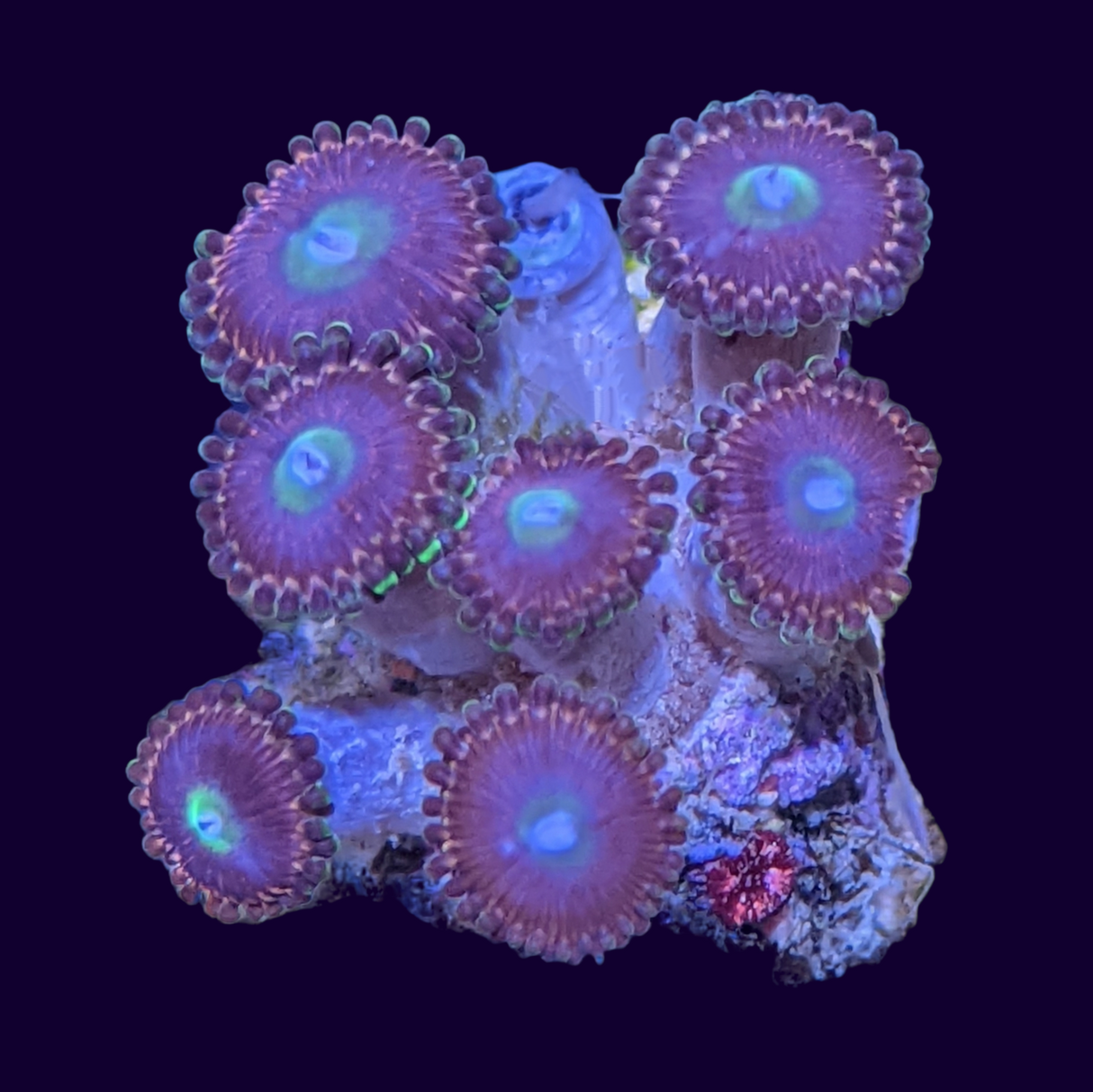 Pink Mini Zoa Colony