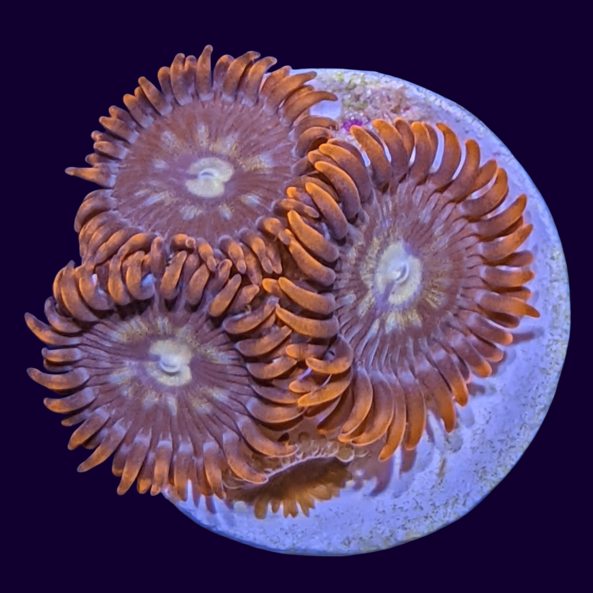 Chocolate Orange Zoa Frag
