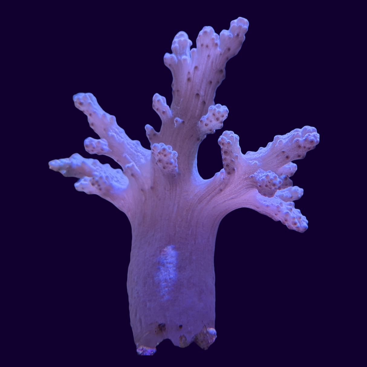 Aqua Sinularia