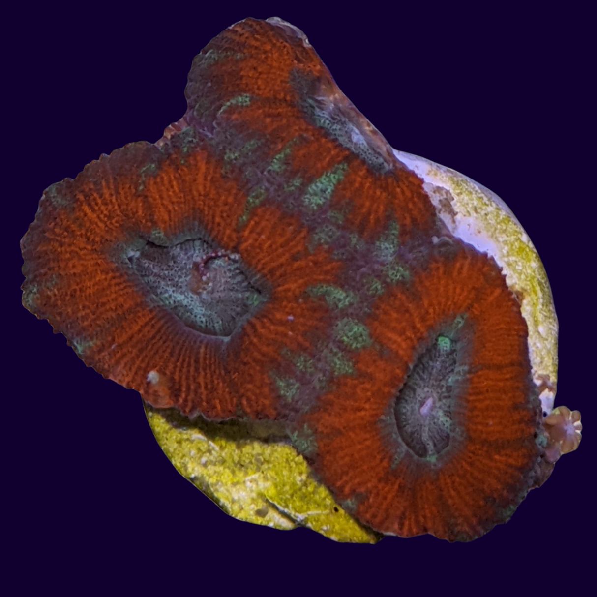 Acanthastrea Lordhowensi