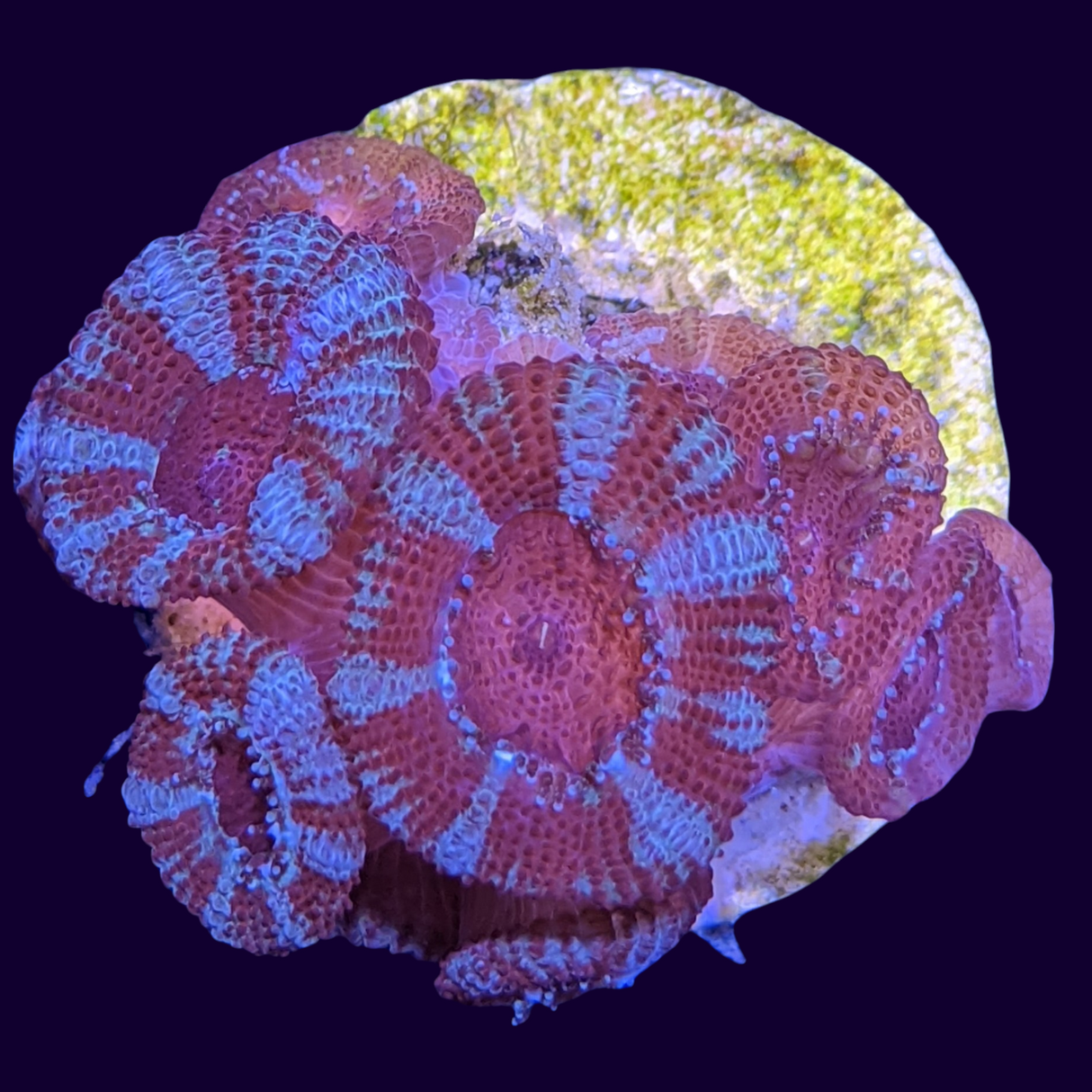 Acanthastrea Lordhowensi