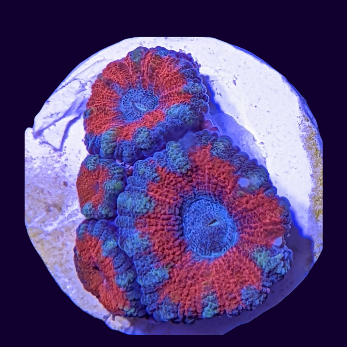 Acanthastrea Lordhowensi