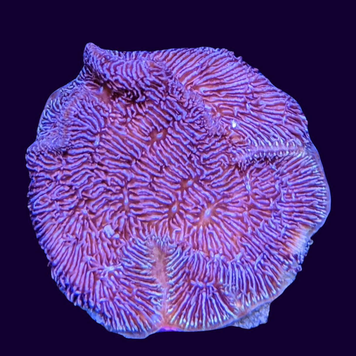 Deep Purple Pavona (UK Grown)
