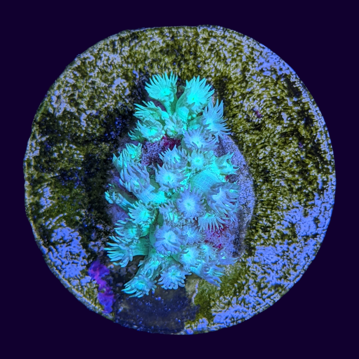 Goniopora Frag