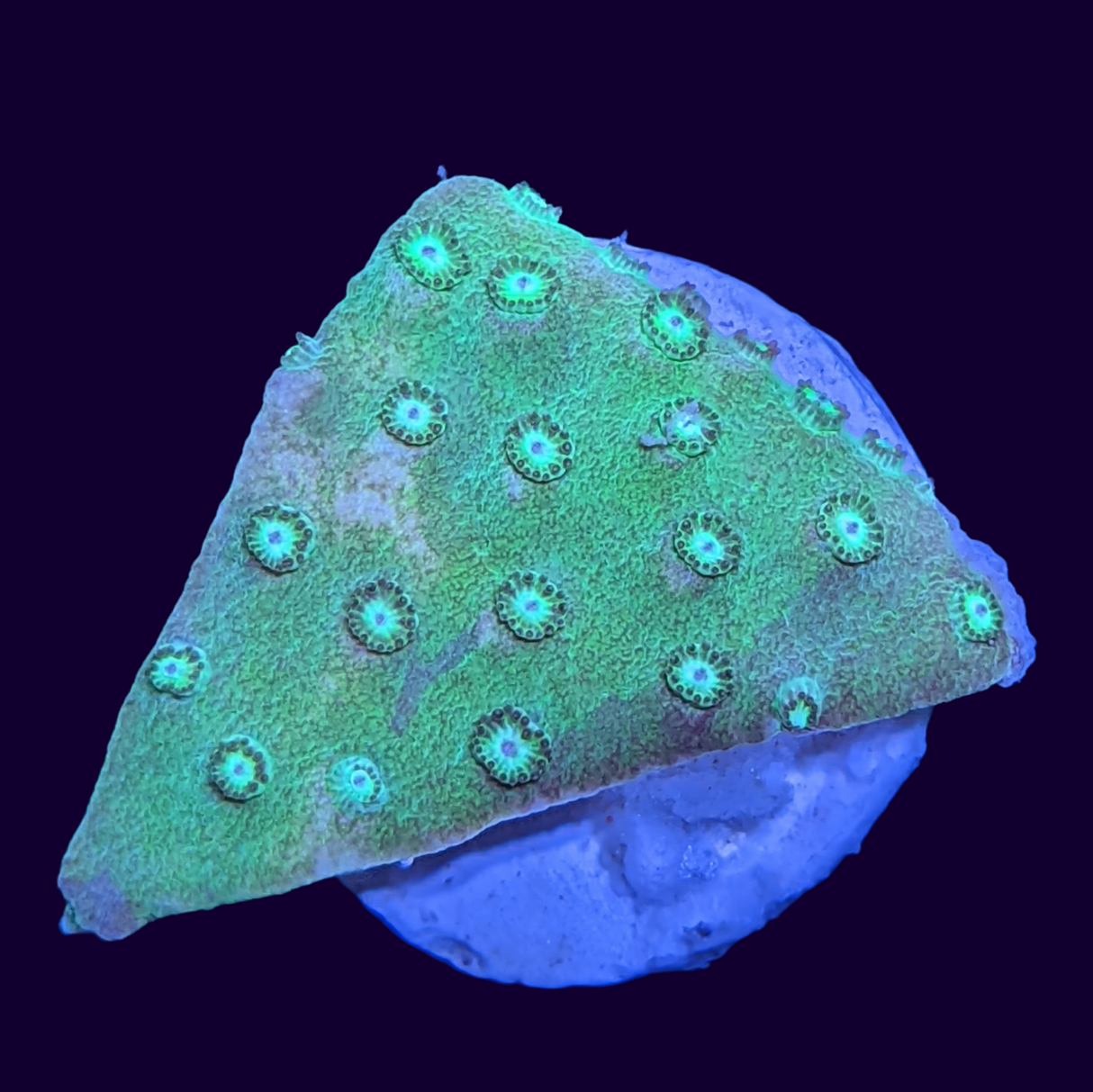 Green Cup Turbinaria