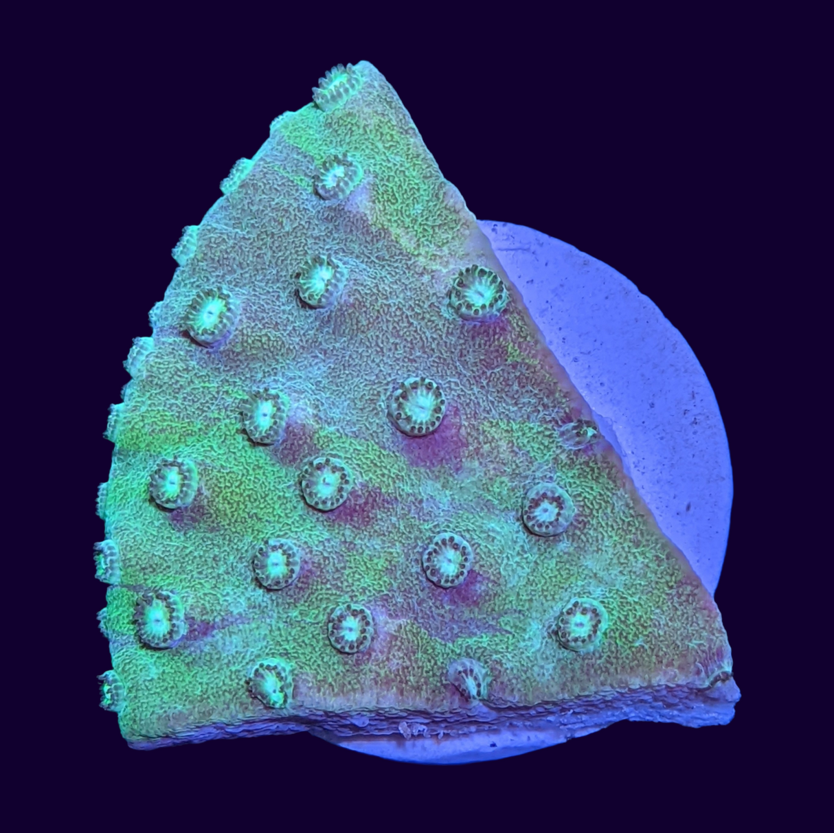 Green Cup Turbinaria