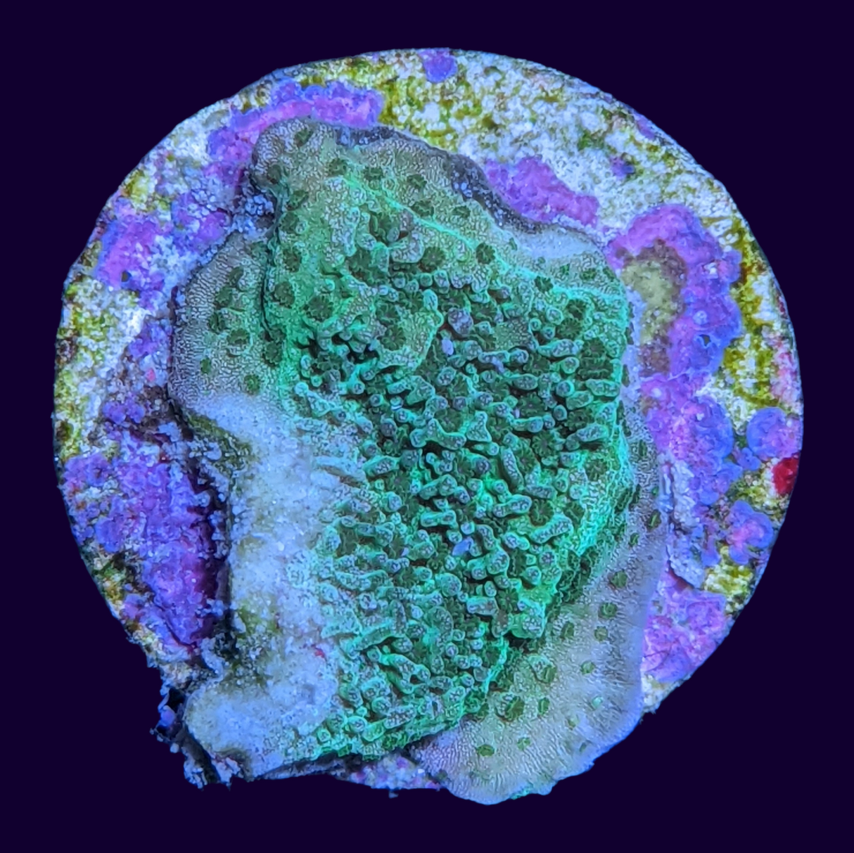 Green Montipora