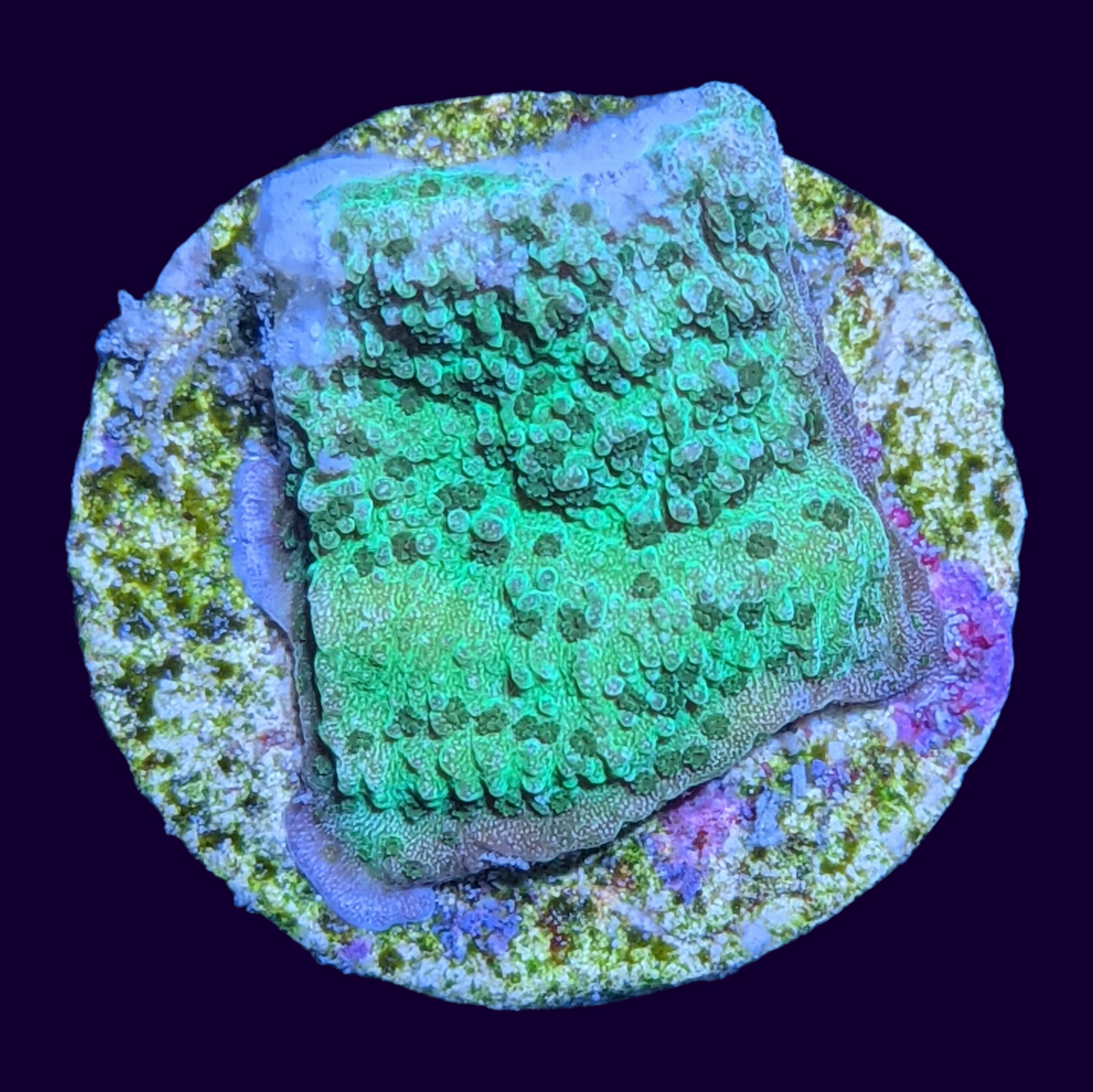 Green Montipora