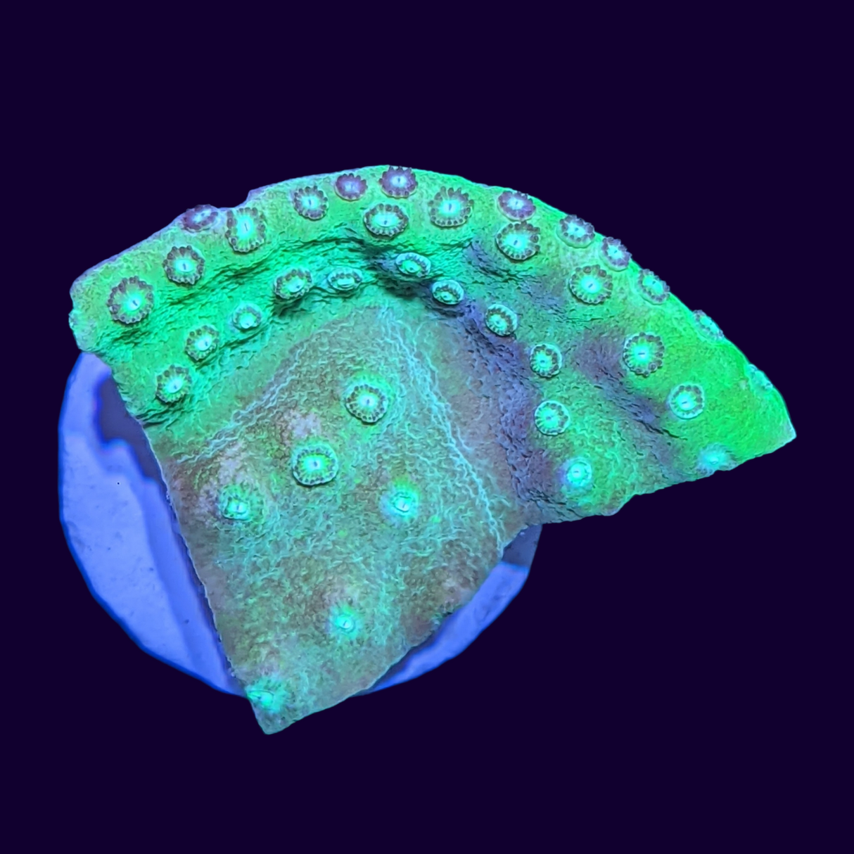 Green Cup Turbinaria